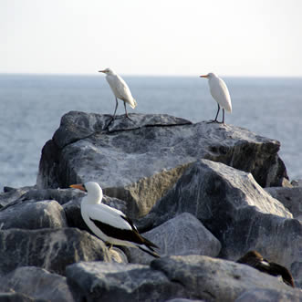 Masked Booby, Galapagos Highlights Tour